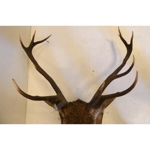 62 - Taxidermy stags head with antlers on shield shaped wall hanging plinth.