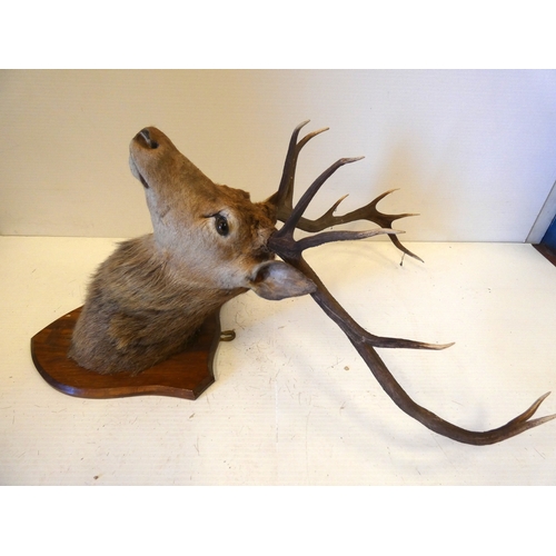 62 - Taxidermy stags head with antlers on shield shaped wall hanging plinth.
