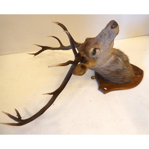 62 - Taxidermy stags head with antlers on shield shaped wall hanging plinth.