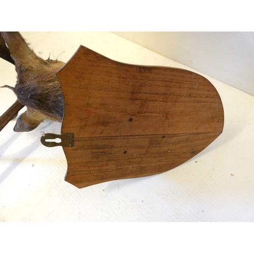 62 - Taxidermy stags head with antlers on shield shaped wall hanging plinth.
