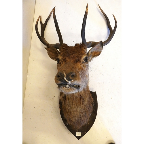 63 - Taxidermy stags head with antlers on shield shaped wall hanging plinth, provenance to reverse.