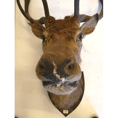 63 - Taxidermy stags head with antlers on shield shaped wall hanging plinth, provenance to reverse.