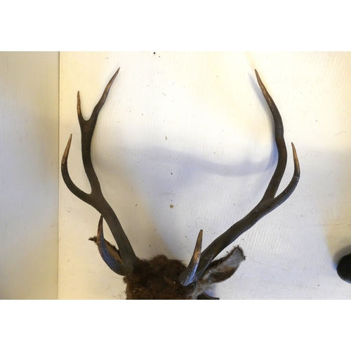 63 - Taxidermy stags head with antlers on shield shaped wall hanging plinth, provenance to reverse.