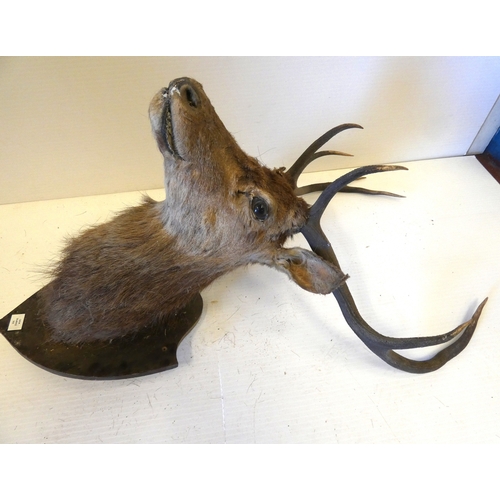 63 - Taxidermy stags head with antlers on shield shaped wall hanging plinth, provenance to reverse.