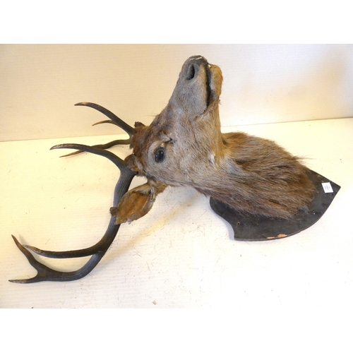 63 - Taxidermy stags head with antlers on shield shaped wall hanging plinth, provenance to reverse.