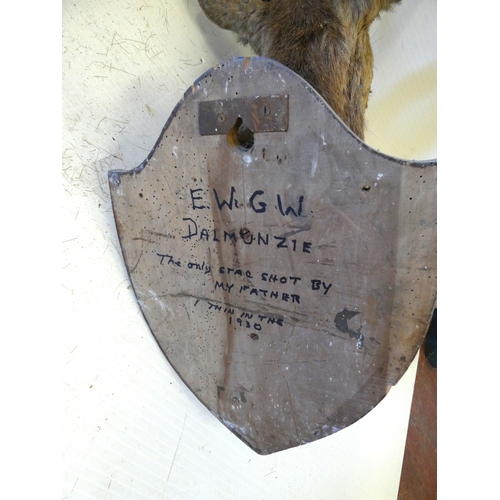 63 - Taxidermy stags head with antlers on shield shaped wall hanging plinth, provenance to reverse.