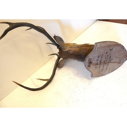 63 - Taxidermy stags head with antlers on shield shaped wall hanging plinth, provenance to reverse.