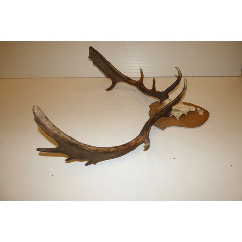 65 - Taxidermy fallow deer with antlers, on a shield shaped wall hanging plinth.