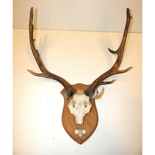 65 - Taxidermy fallow deer with antlers, on a shield shaped wall hanging plinth.