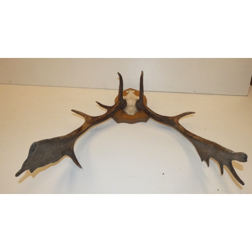 65 - Taxidermy fallow deer with antlers, on a shield shaped wall hanging plinth.