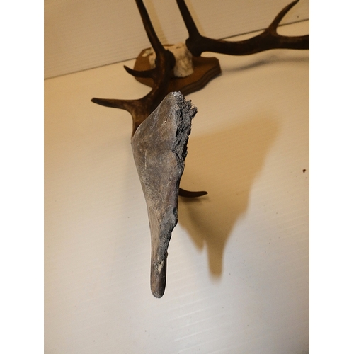 65 - Taxidermy fallow deer with antlers, on a shield shaped wall hanging plinth.