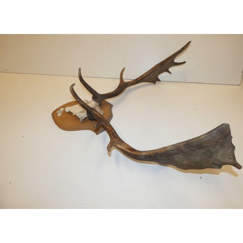 65 - Taxidermy fallow deer with antlers, on a shield shaped wall hanging plinth.