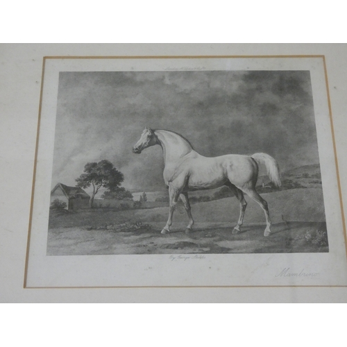 32 - After HerringFiho Da Puta, 1815 winner of the St Ledger.print in rosewood frame and a smaller print ... 