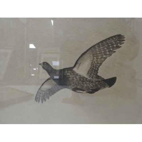 56 - R. Denholm, British.Flying Game Birds.four print etchings, framed and glazed and two others similar,... 