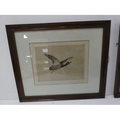 56 - R. Denholm, British.Flying Game Birds.four print etchings, framed and glazed and two others similar,... 
