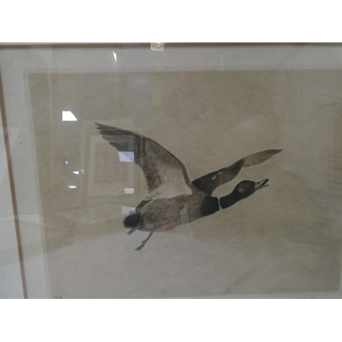 56 - R. Denholm, British.Flying Game Birds.four print etchings, framed and glazed and two others similar,... 