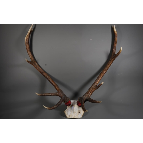 21 - Ten pointed set of antlers.