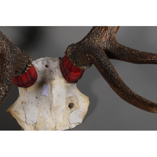 21 - Ten pointed set of antlers.