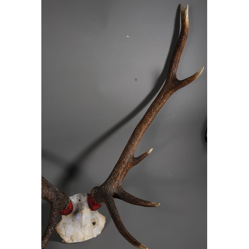 21 - Ten pointed set of antlers.