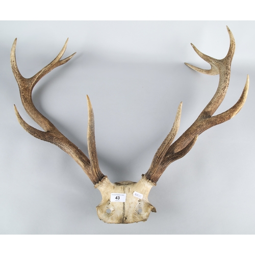 Lot 43        