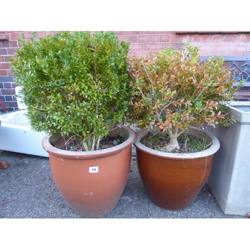 10 - Glazed plant pots planted with Box hedge