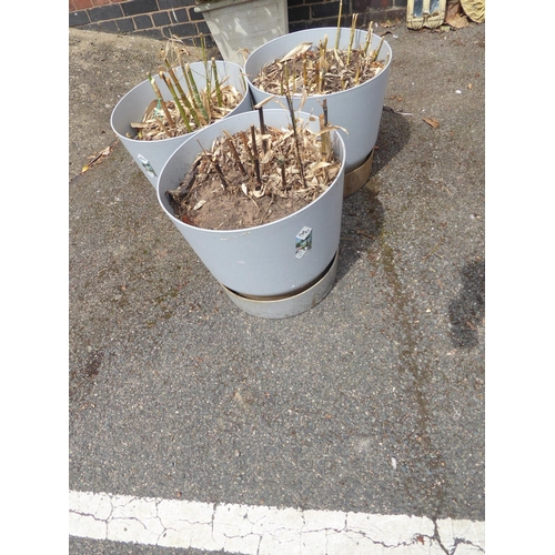 29 - Elho grey planters planted with bamboo (3)