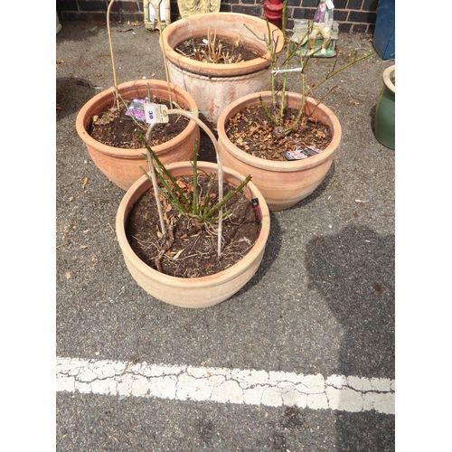 30 - Terracotta planters planted with roses etc. (4)