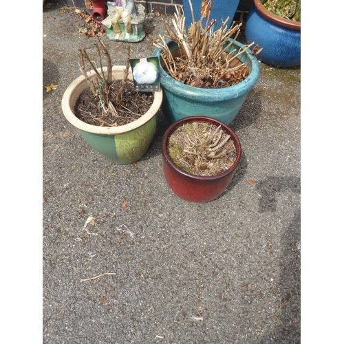 31 - Glazed planters (planted with peonies, hydrangea etc.) (3)