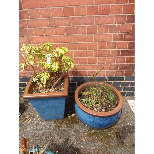 32 - Blue glazed planters (planted rose etc.) (2)