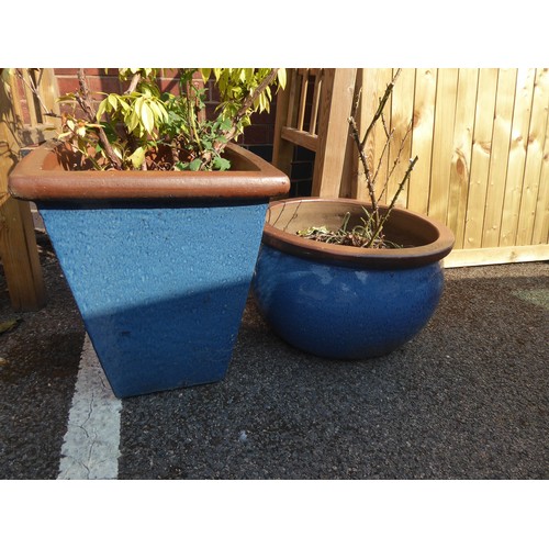 32 - Blue glazed planters (planted rose etc.) (2)