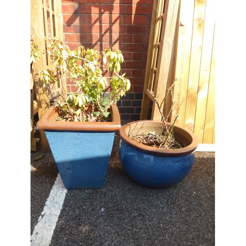 32 - Blue glazed planters (planted rose etc.) (2)