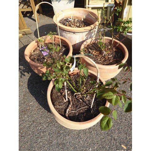 30 - Terracotta planters planted with roses etc. (4)