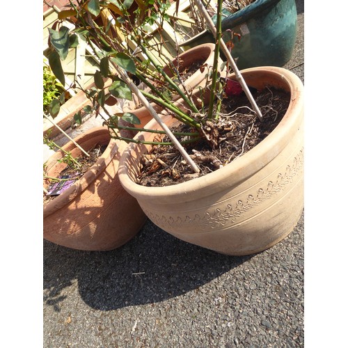 30 - Terracotta planters planted with roses etc. (4)