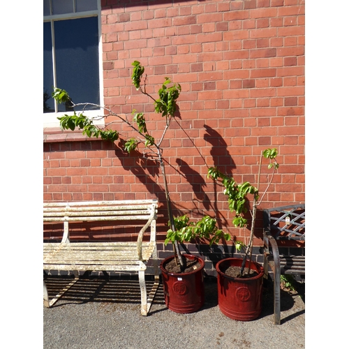 27 - Pair of red glazed plant pots - planted with apple trees