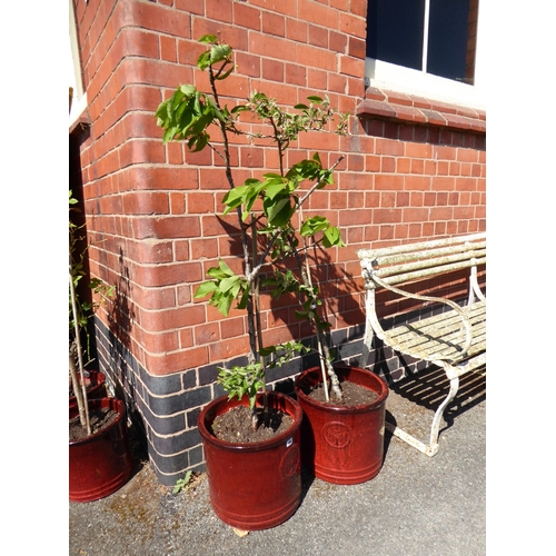 28 - Pair of red glazed plant pots - planted with apple trees