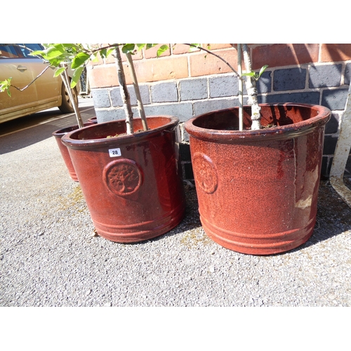 28 - Pair of red glazed plant pots - planted with apple trees
