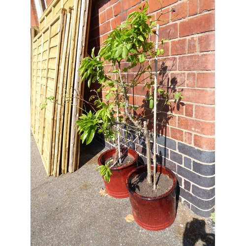Lot 29        