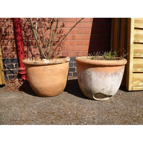 31 - Pair of terracotta plant pots (planted)