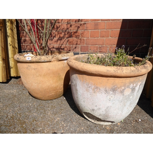 31 - Pair of terracotta plant pots (planted)