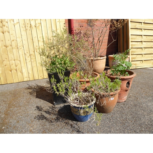 Lot 32        