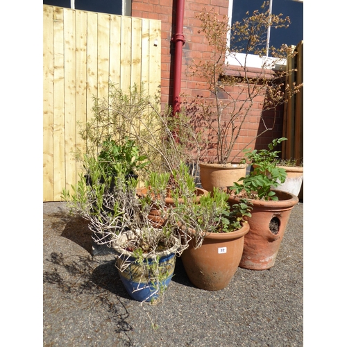32 - Glazed plant pots (planted)