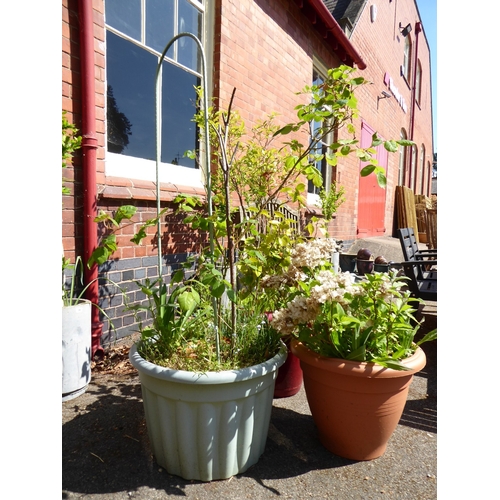 33 - Plastic plant pots  - planted (5)