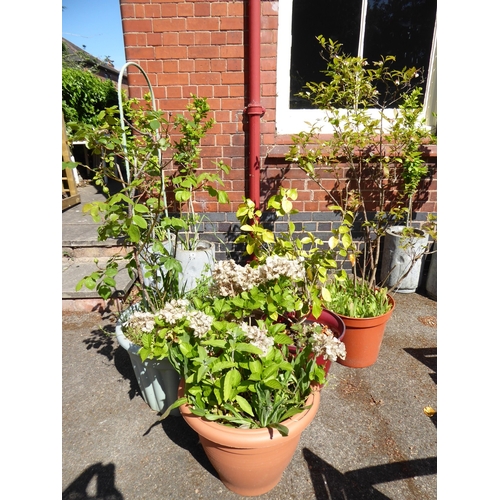 33 - Plastic plant pots  - planted (5)