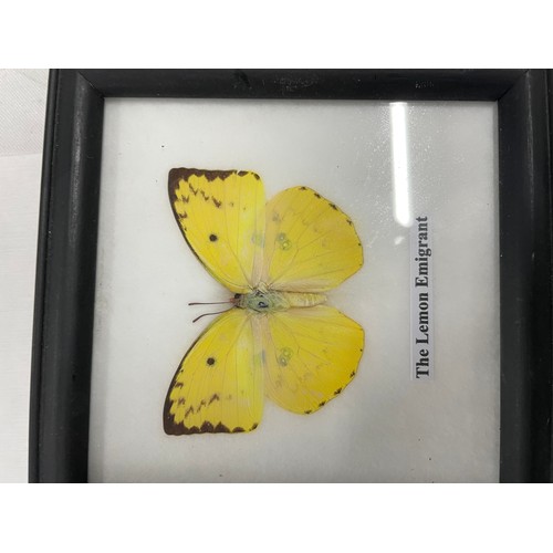 1 - 3 x Real Butterflies In Frames With A Beetle Set In Resin