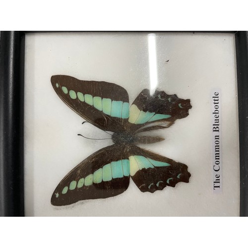 1 - 3 x Real Butterflies In Frames With A Beetle Set In Resin