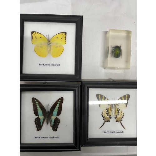 1 - 3 x Real Butterflies In Frames With A Beetle Set In Resin