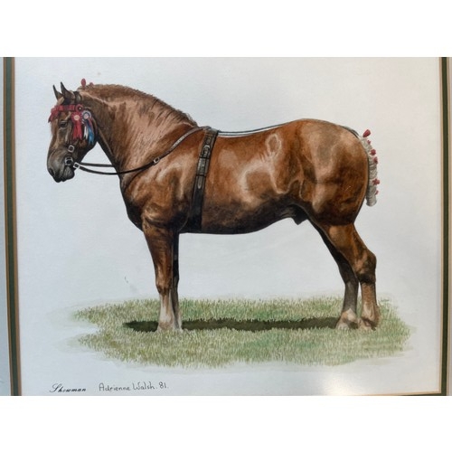 5 - Showman Shire Horse  Water Colour By Adrienne Walsh Of Blackburn