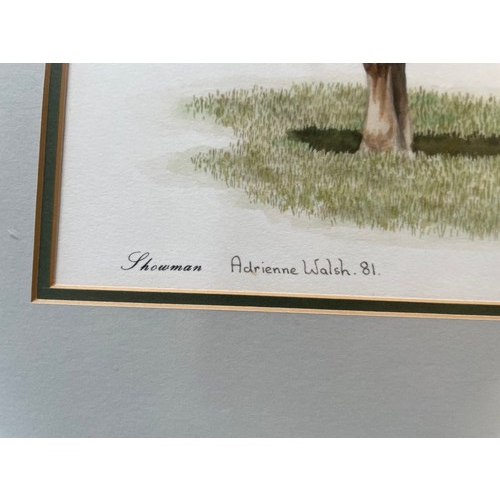 5 - Showman Shire Horse  Water Colour By Adrienne Walsh Of Blackburn