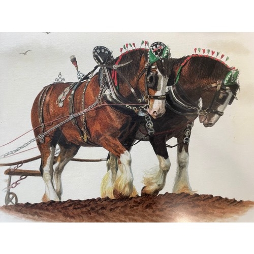 6 - Ploughing The Fields Shire Horses  Water Colour By Adrienne Walsh Of Blackburn