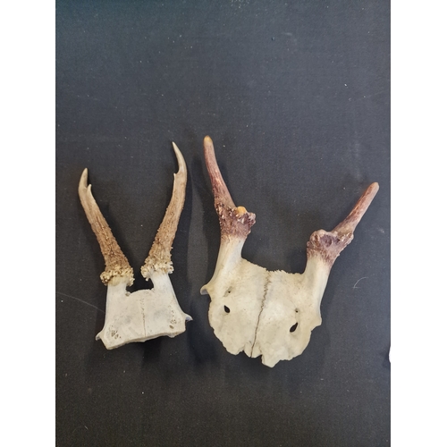 318 - Two Roe deer part skull and antlers